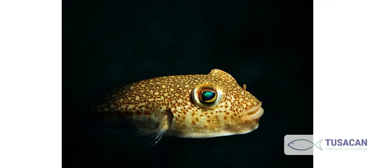 Torquigener hypselogeneion