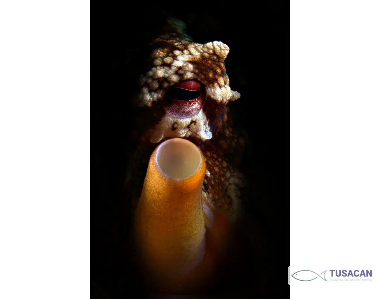 Octopus vulgaris