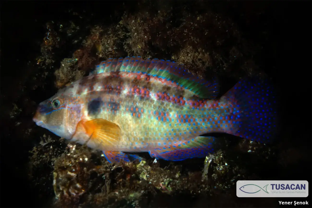 Symphodus tinca