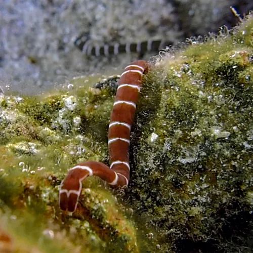 Notospermus geniculatus