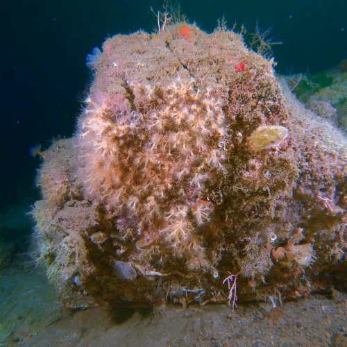 Parazoanthus axinellae