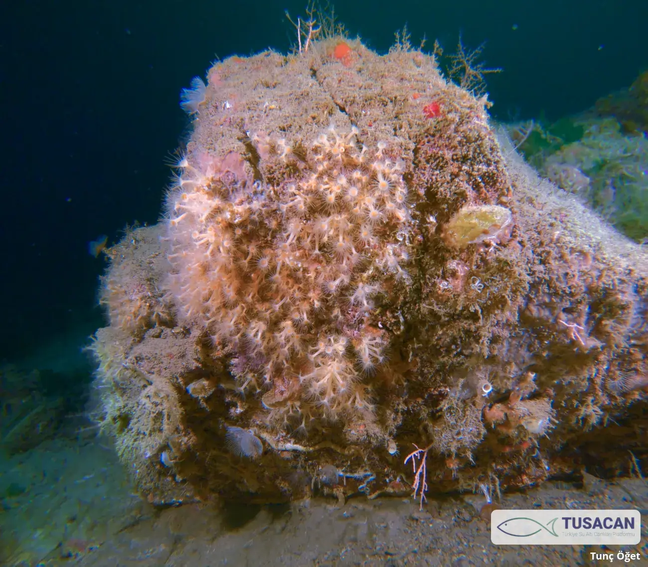 Parazoanthus axinellae