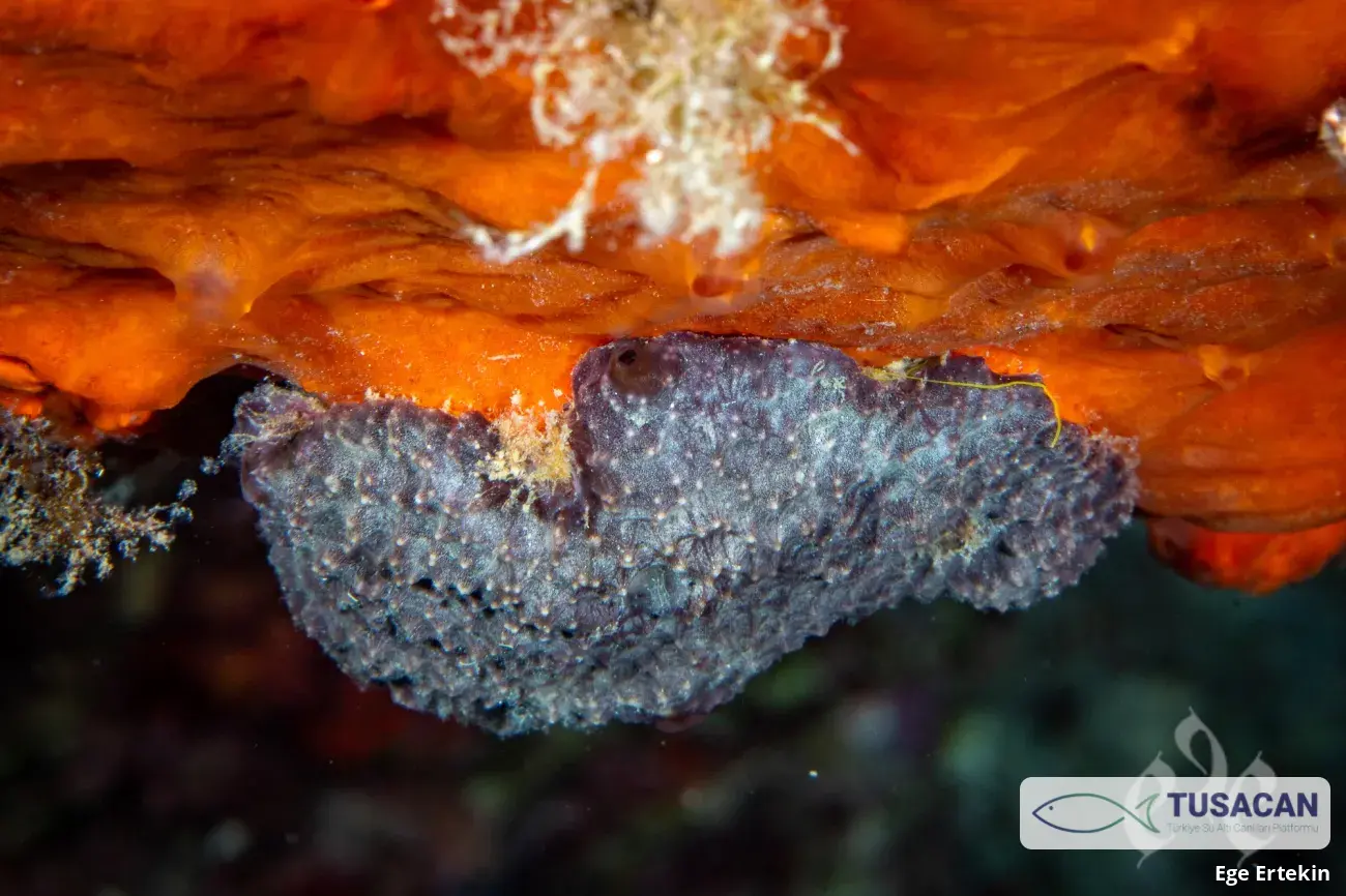 Ircinia dendroides