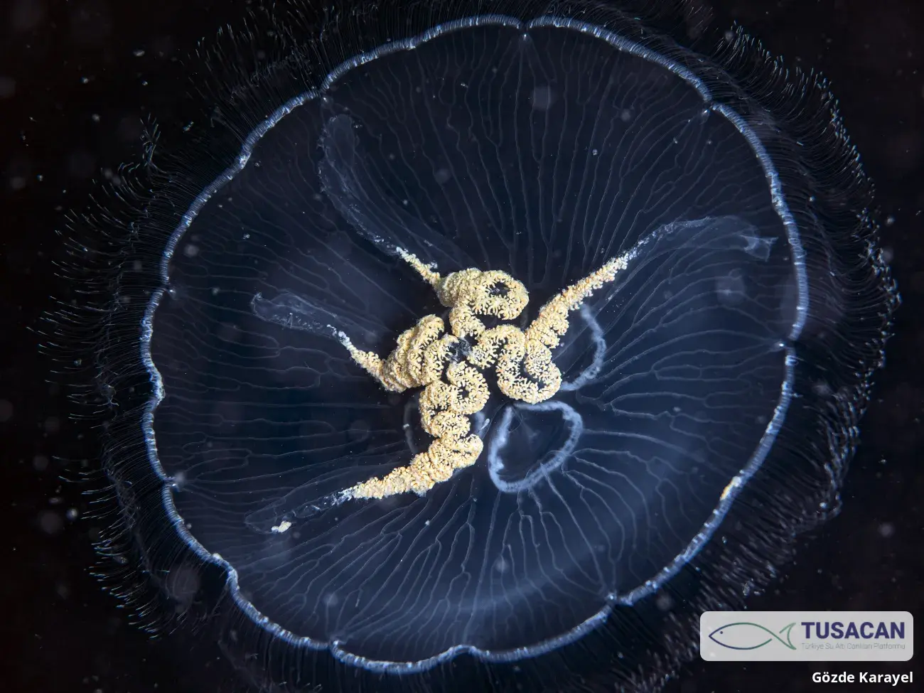 Aurelia aurita