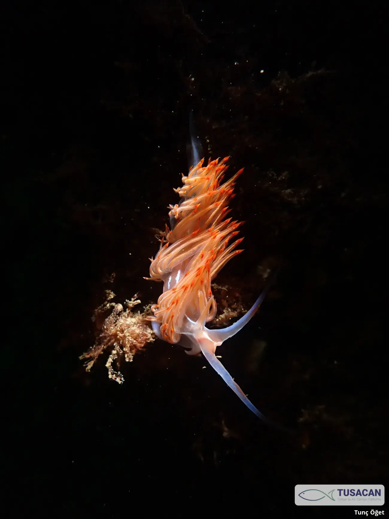 Nemesignis banyulensis