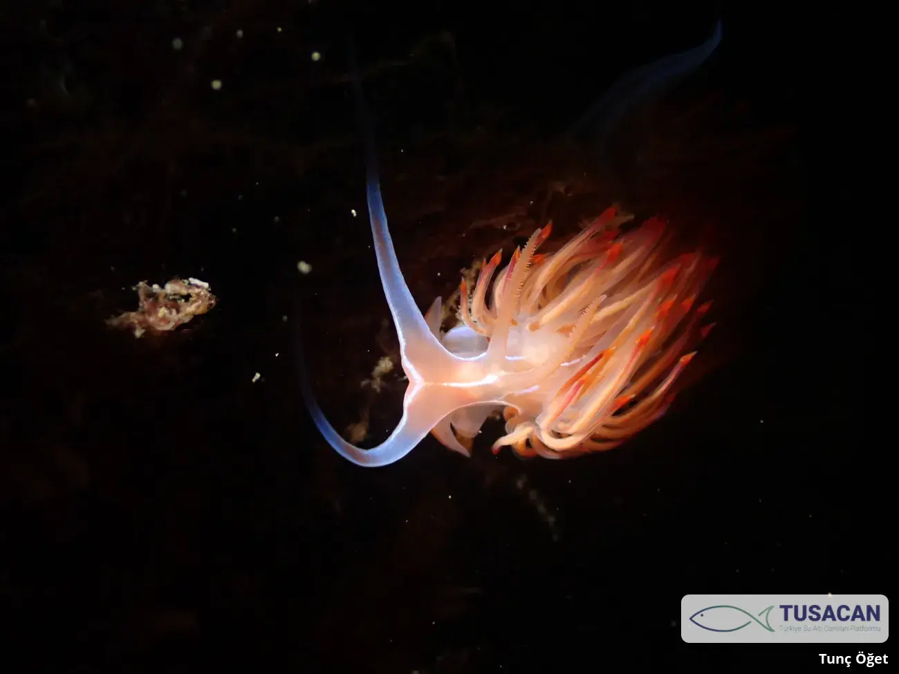 Nemesignis banyulensis