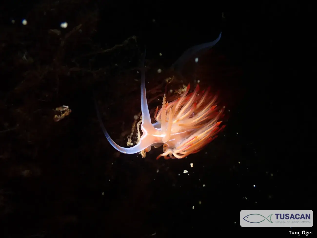 Nemesignis banyulensis
