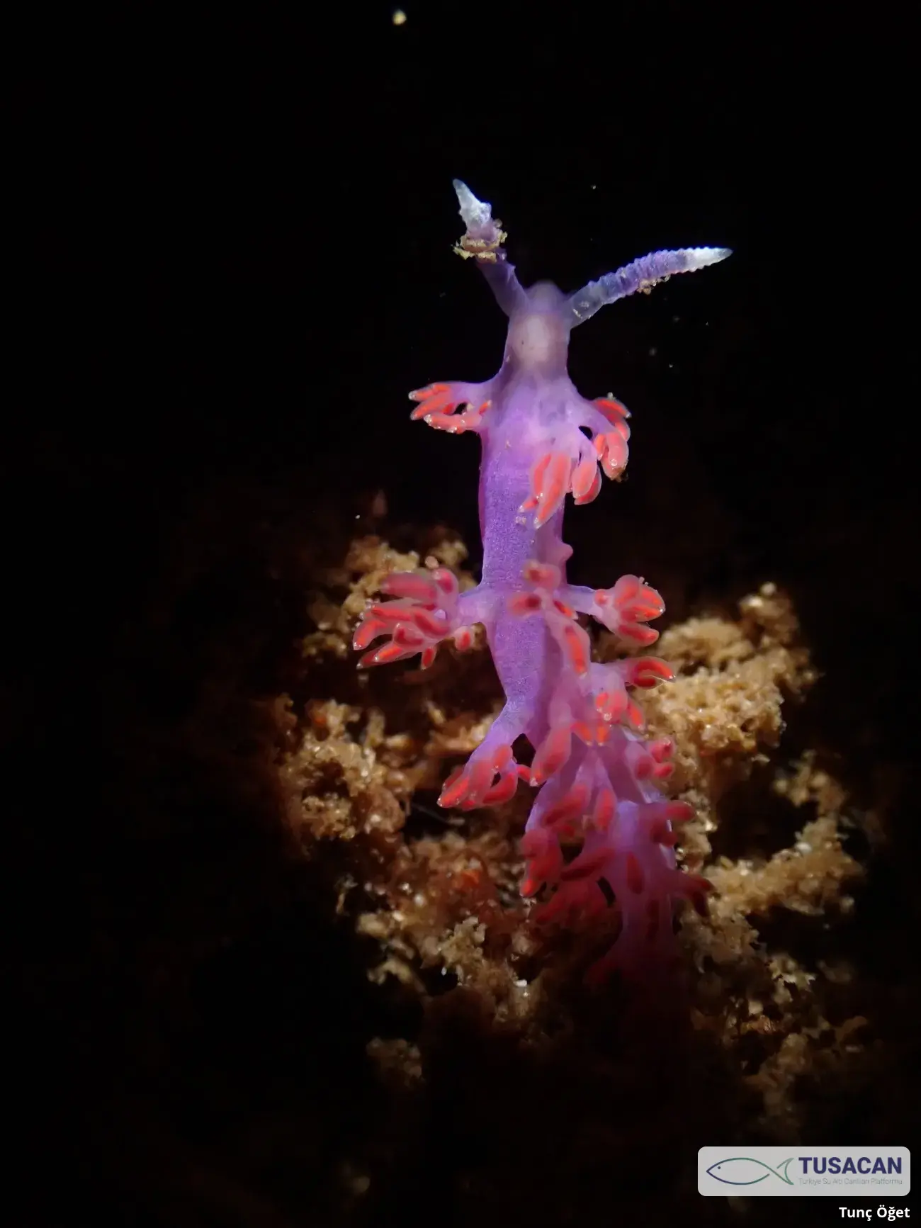 Paraflabellina ischitana