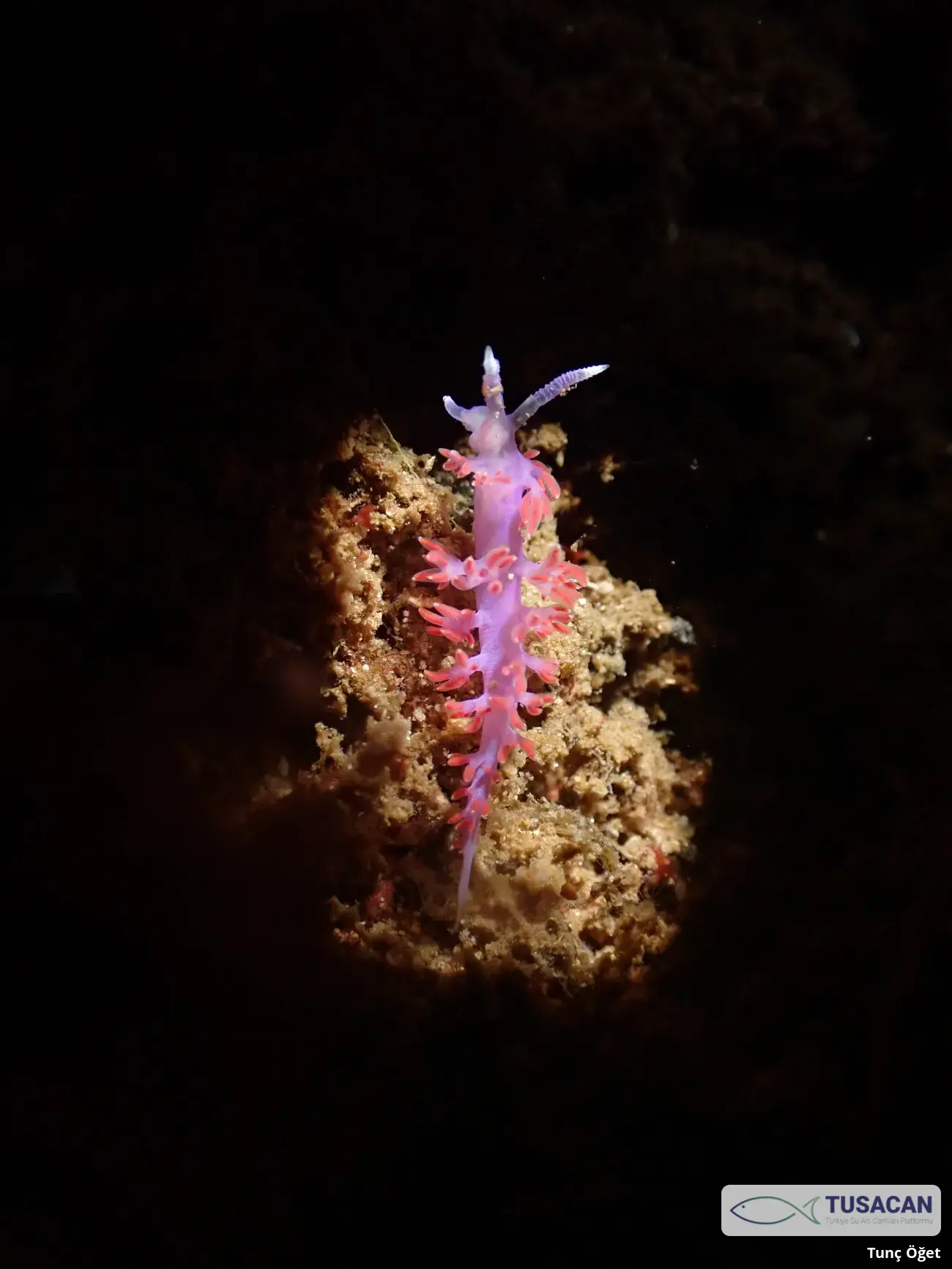 Paraflabellina ischitana