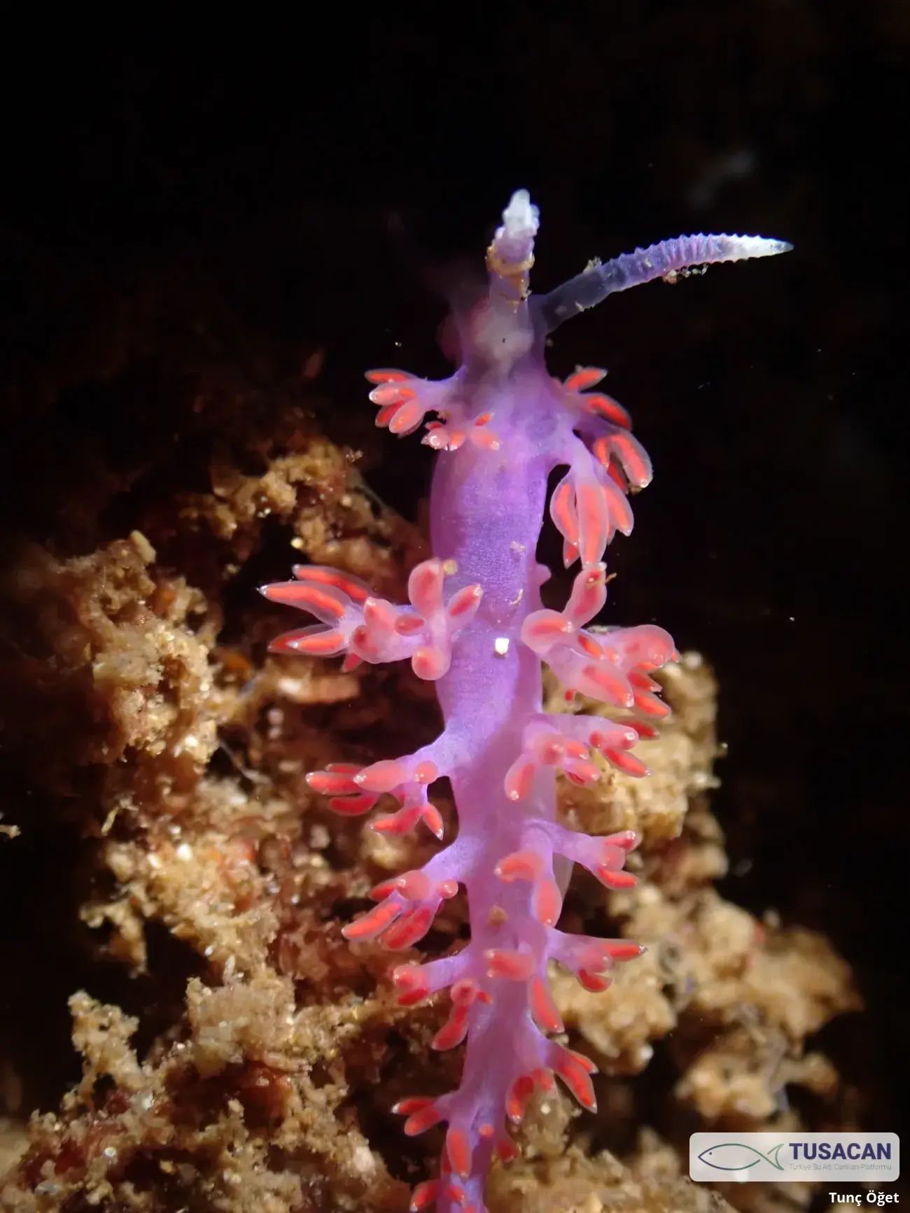 Paraflabellina ischitana