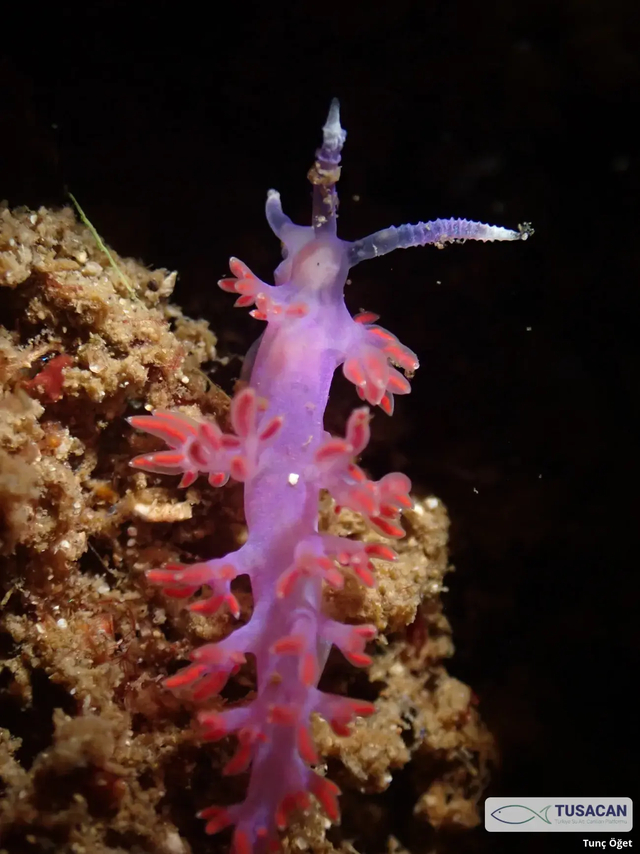 Paraflabellina ischitana