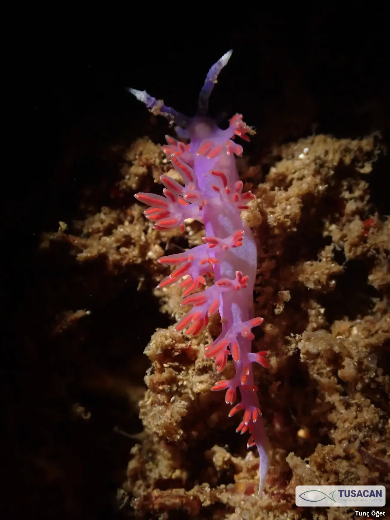 Paraflabellina ischitana