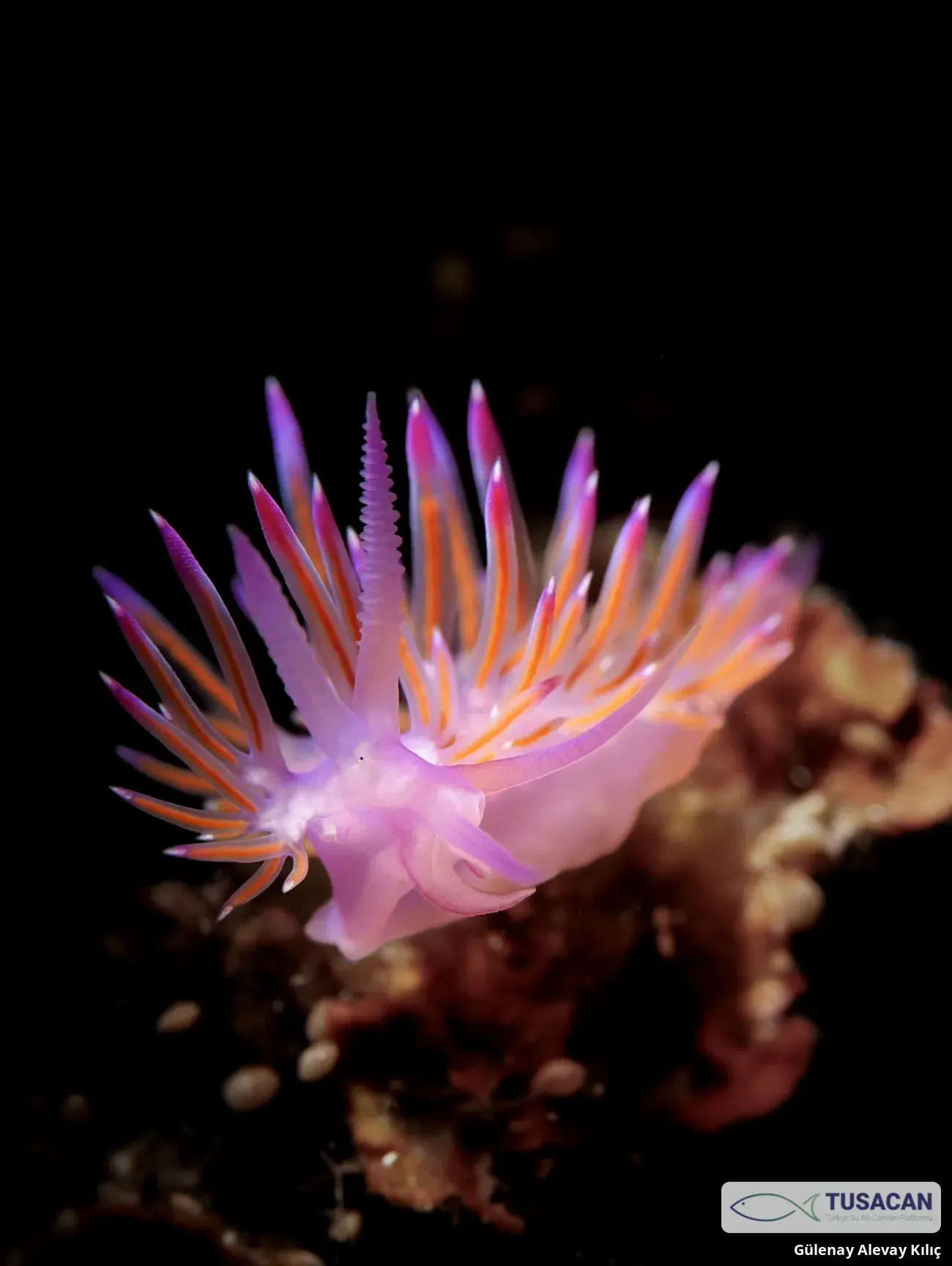 Flabellina affinis