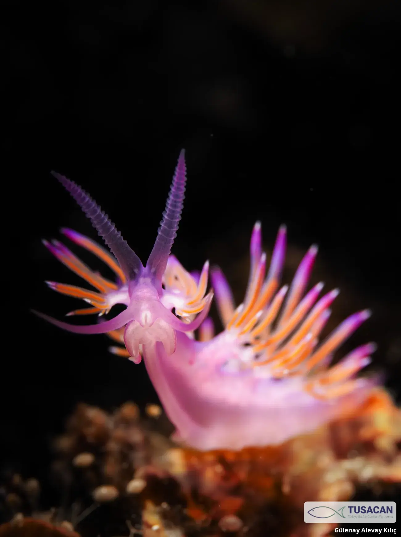 Flabellina affinis