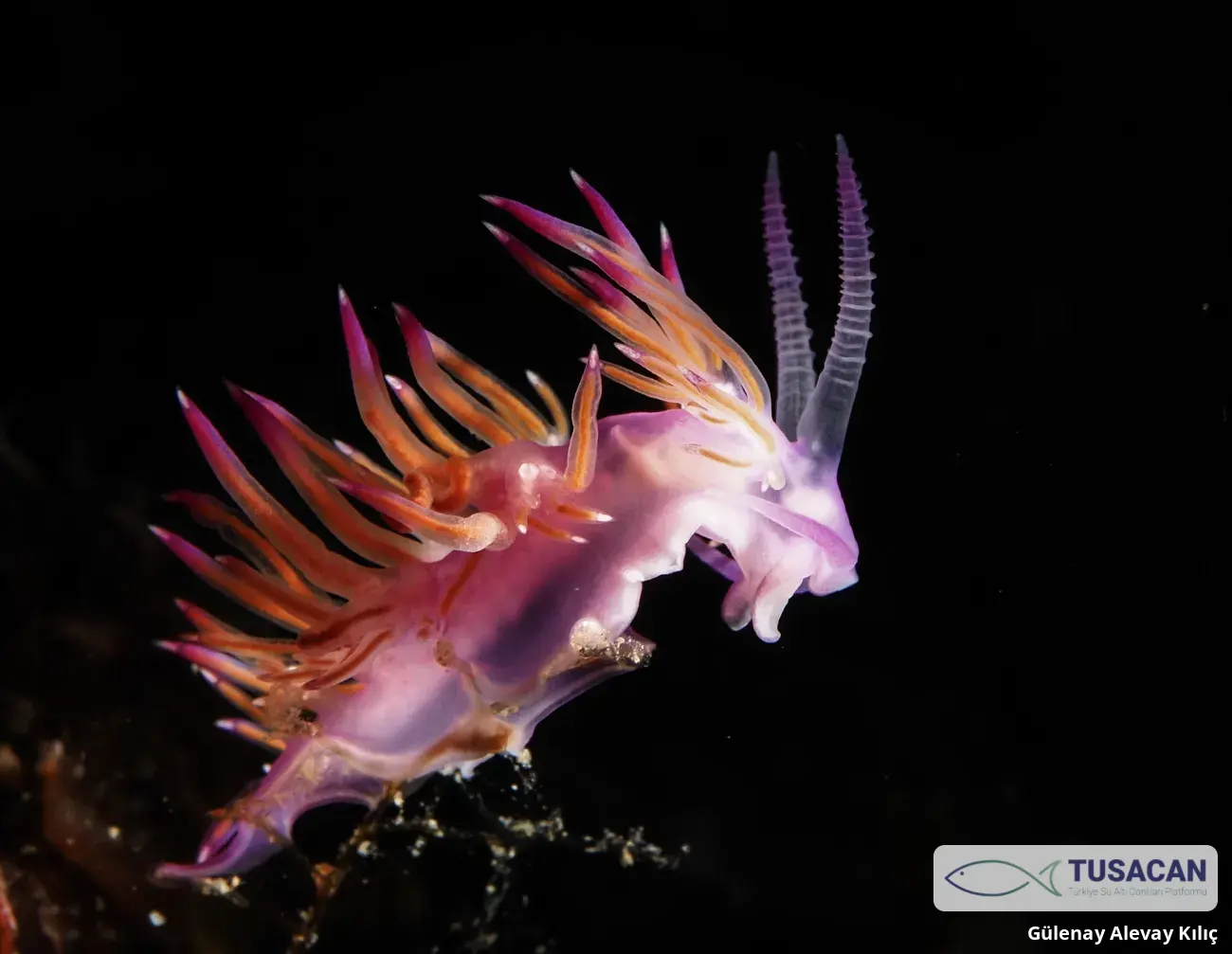 Flabellina affinis