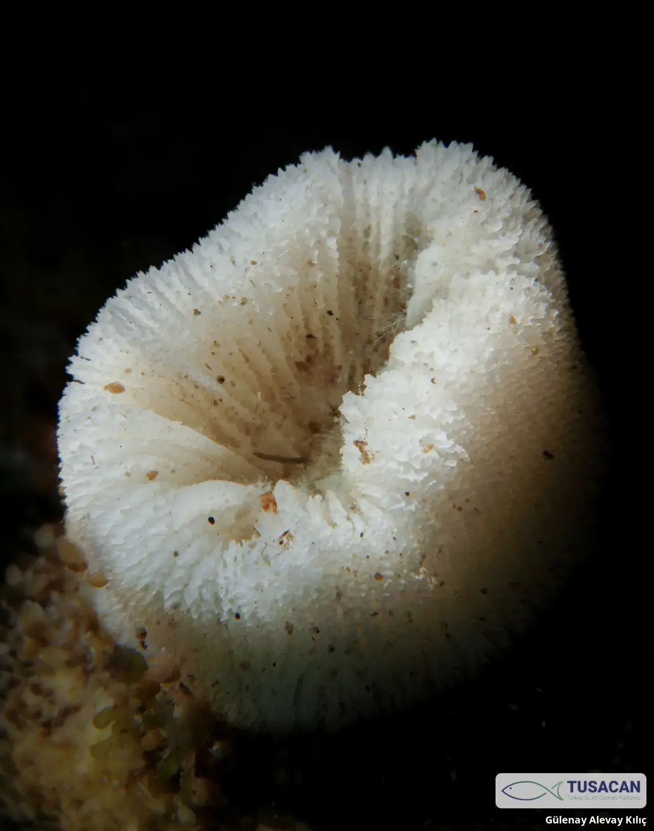 Balanophyllia europaea