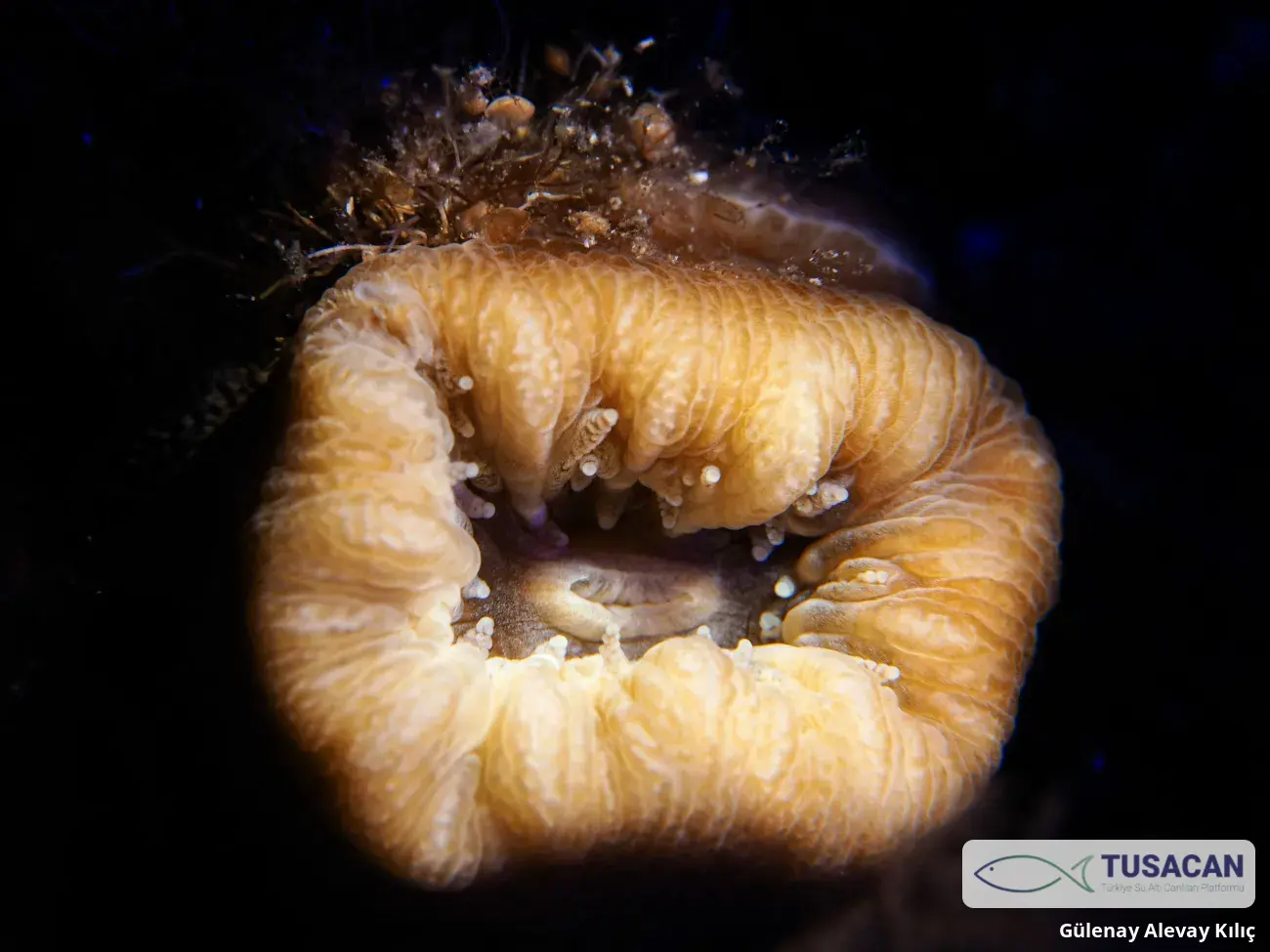 Balanophyllia europaea