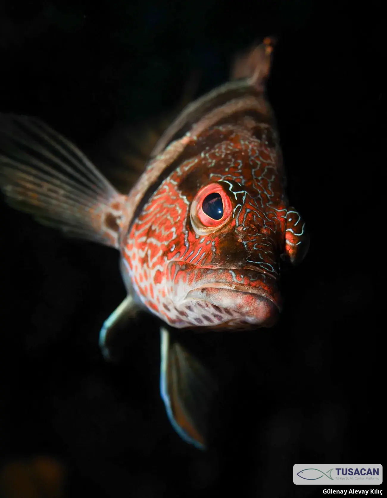 Serranus scriba