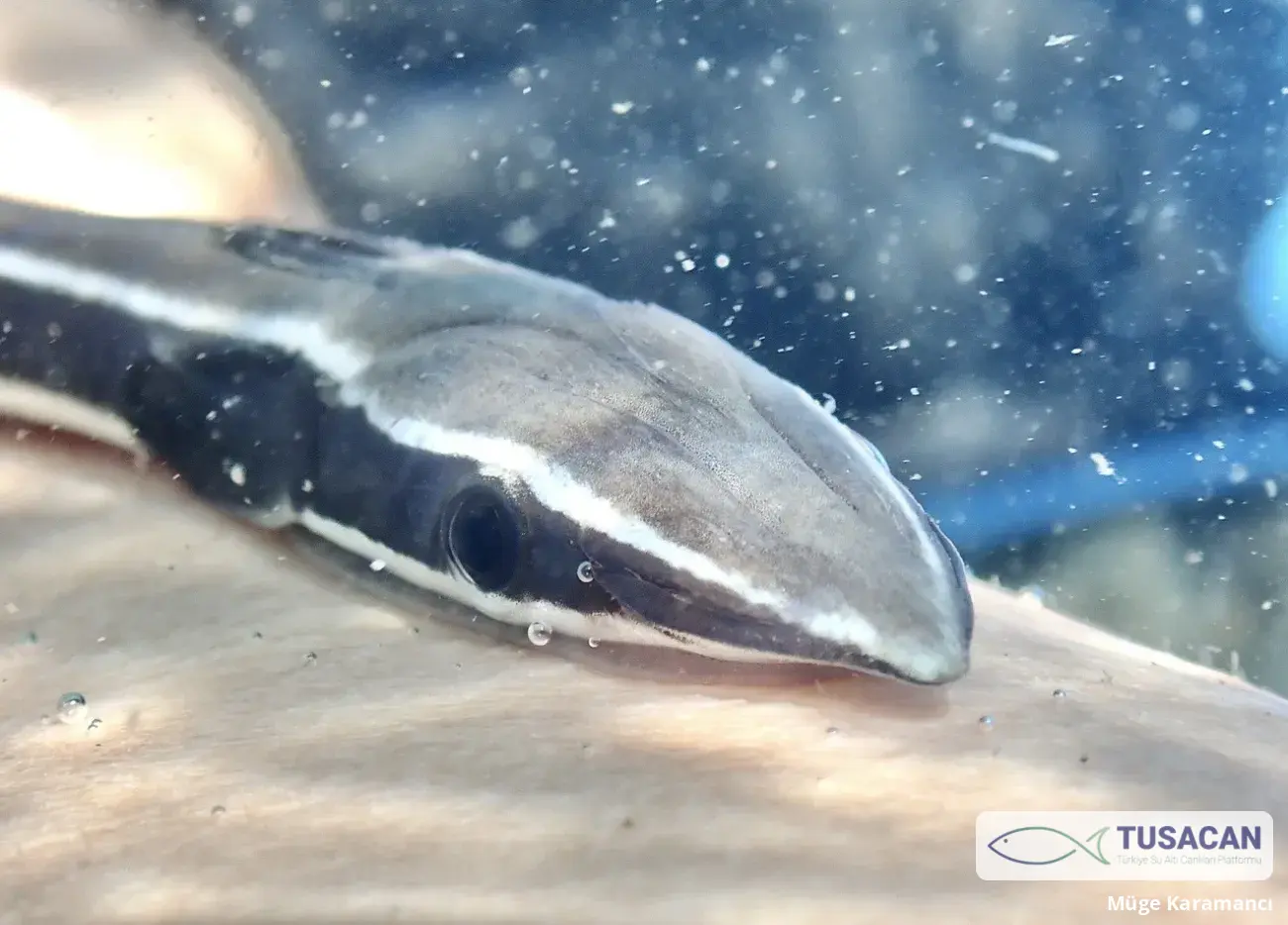 Echeneis naucrates