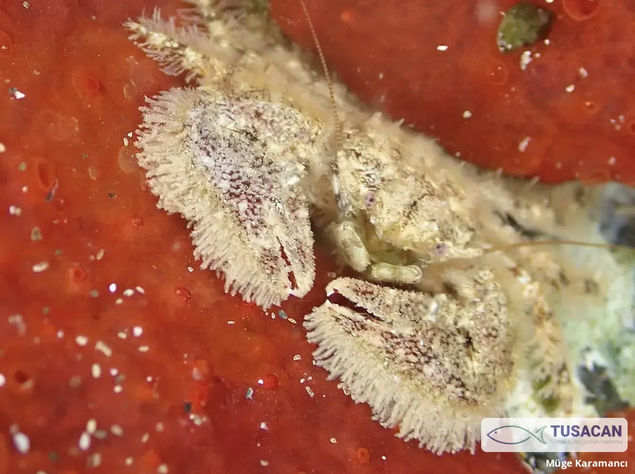 Porcellana platycheles