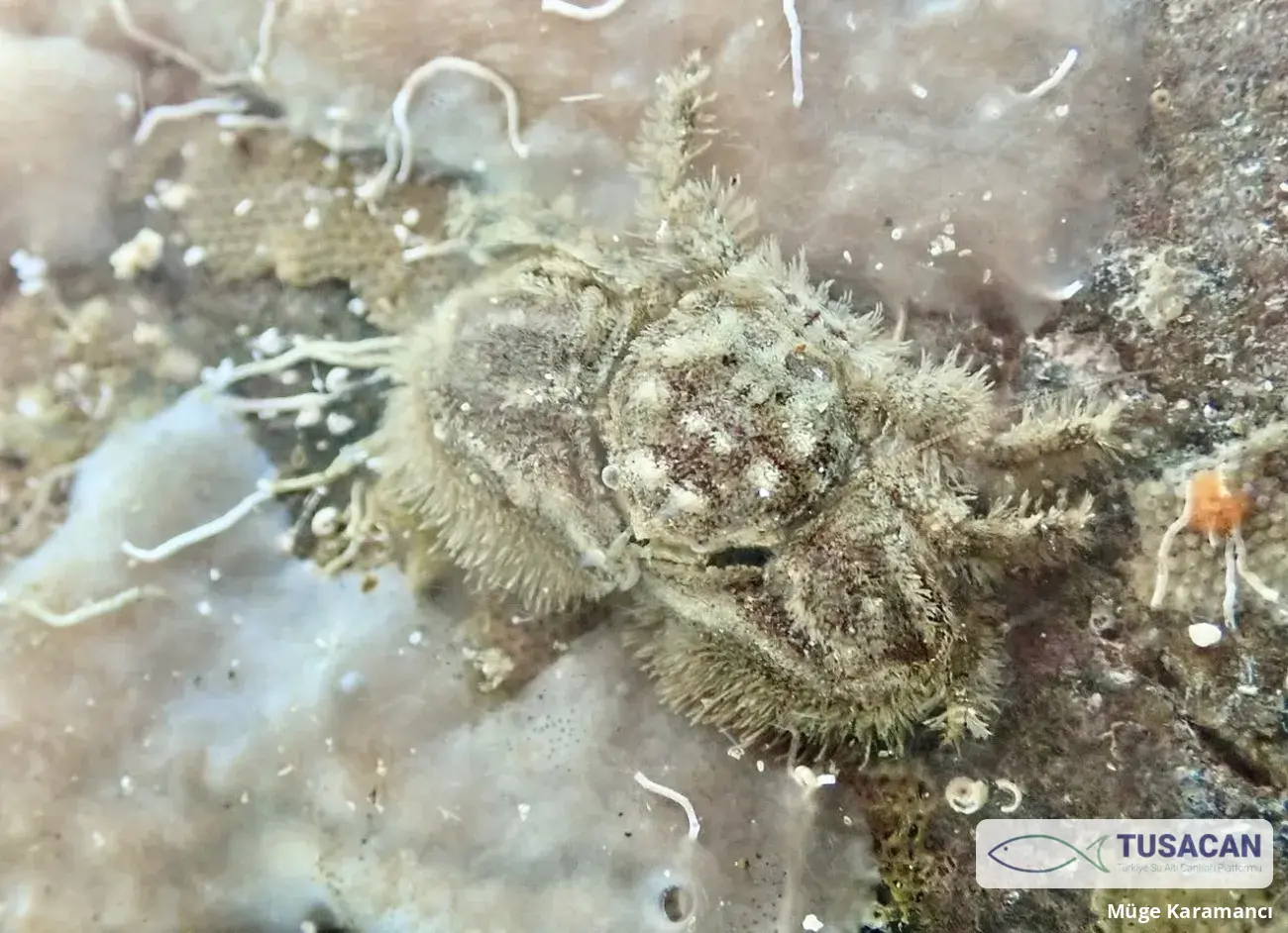 Porcellana platycheles