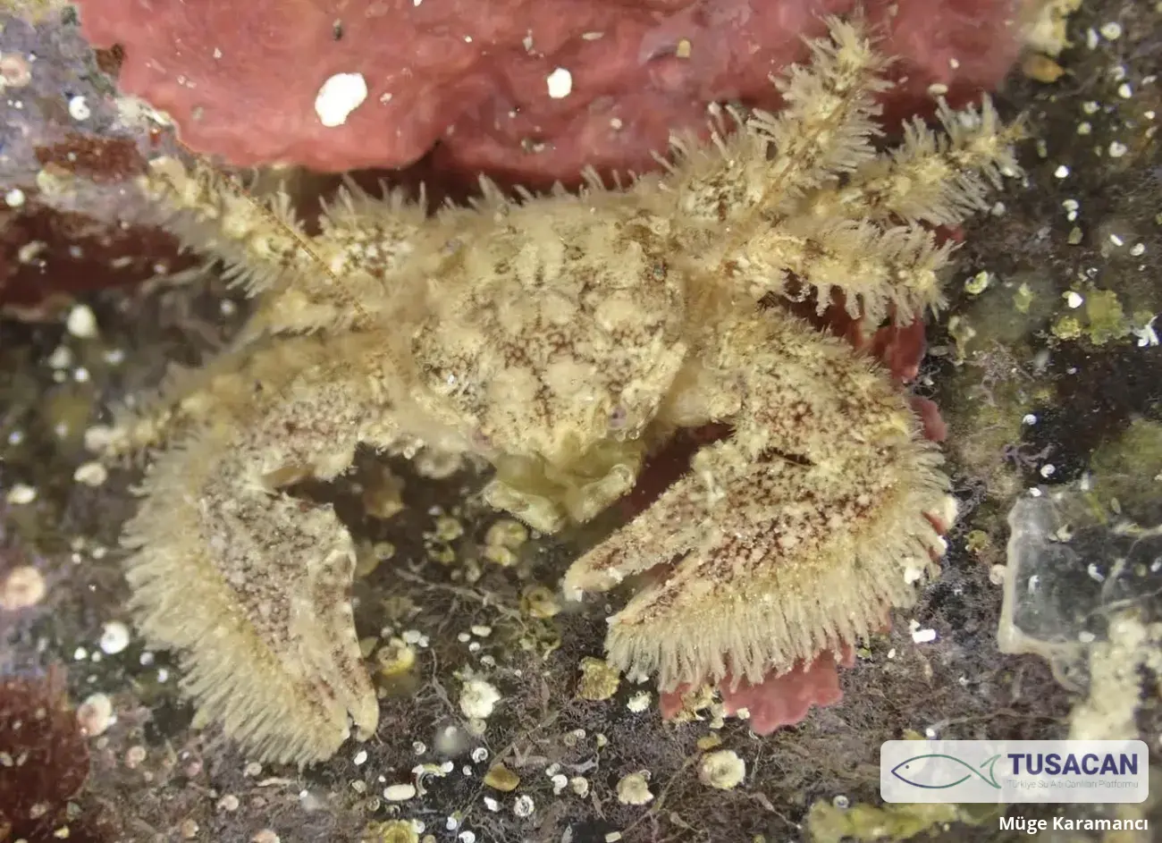 Porcellana platycheles