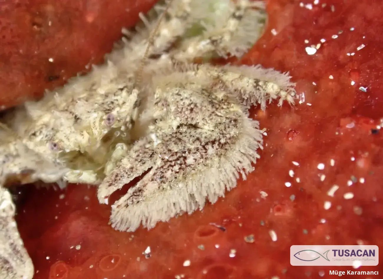 Porcellana platycheles