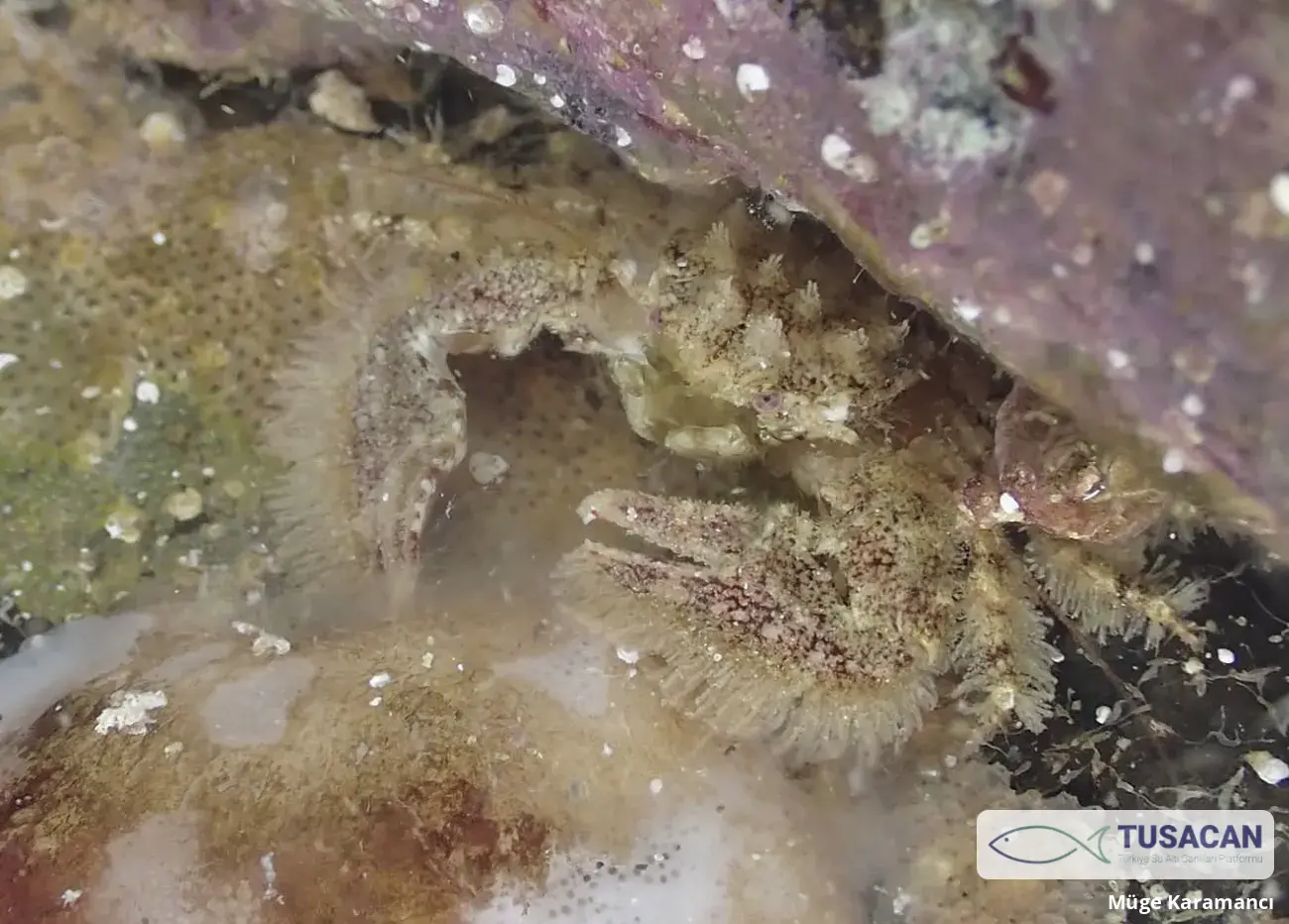 Porcellana platycheles