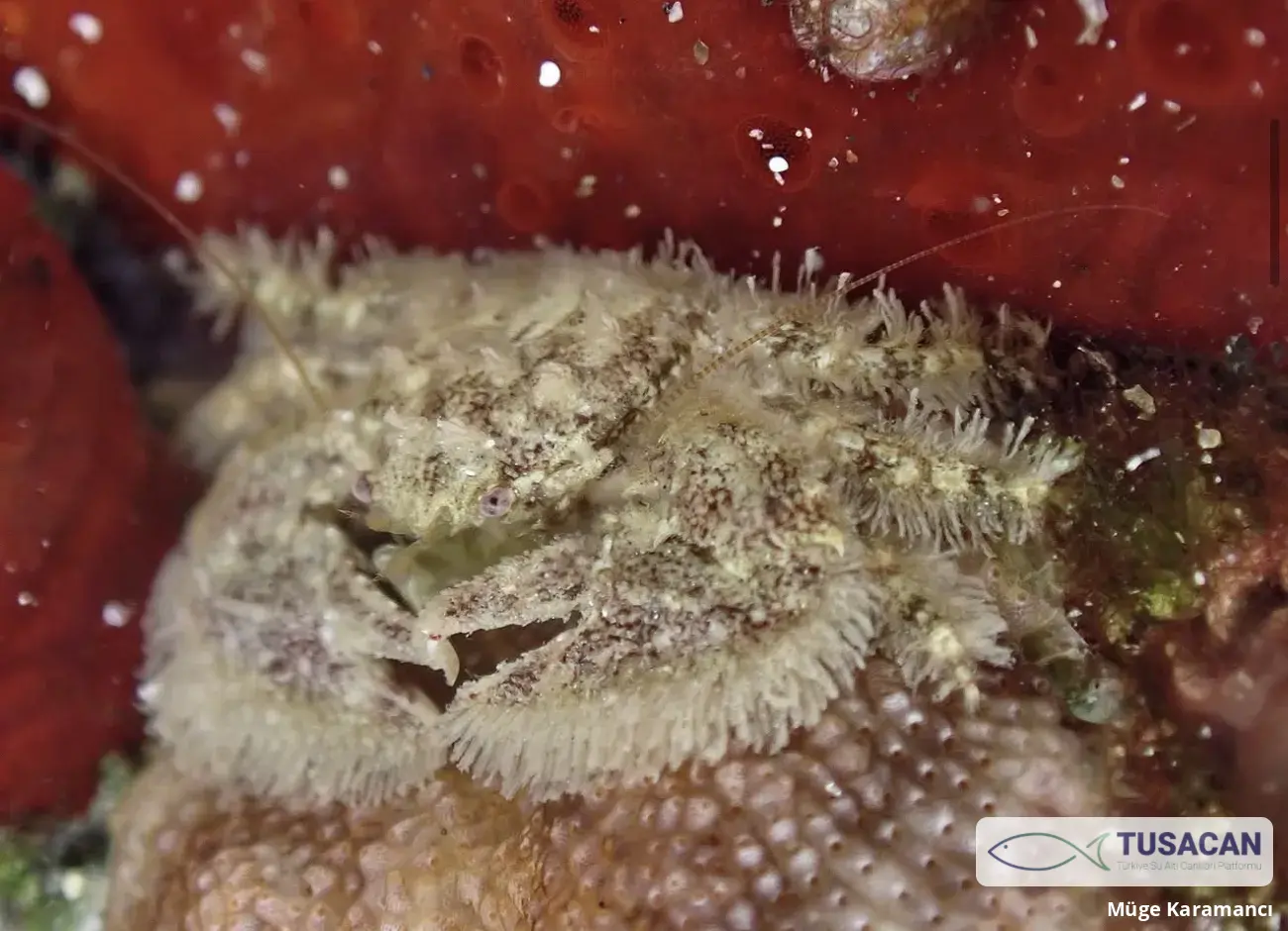 Porcellana platycheles