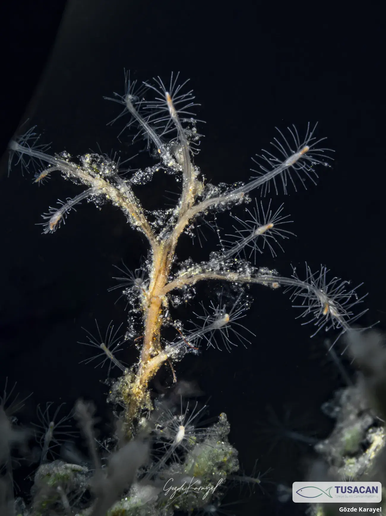 Corydendrium parasiticum