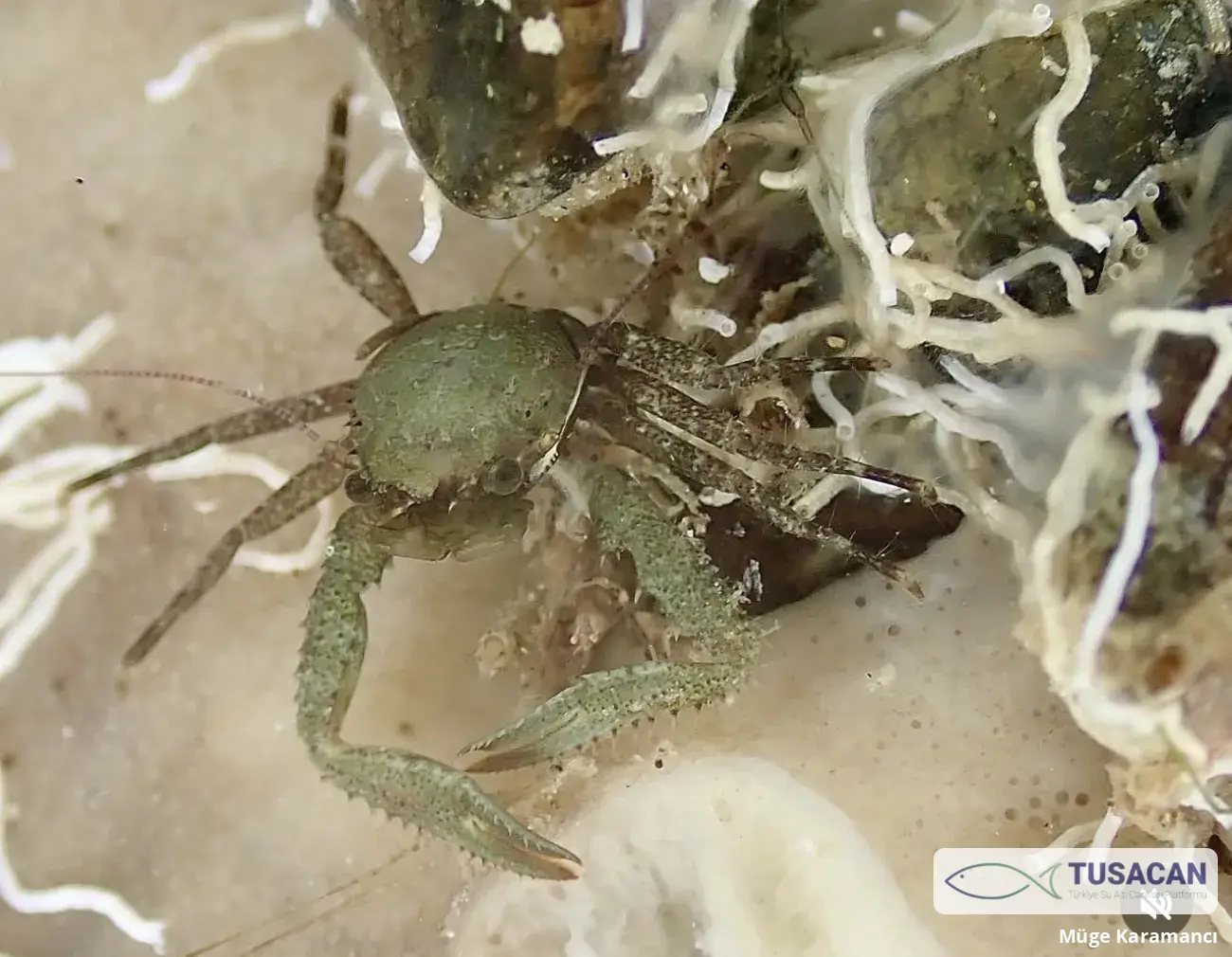 Pisidia bluteli