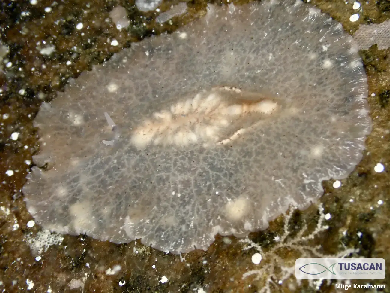 Planocera graffi