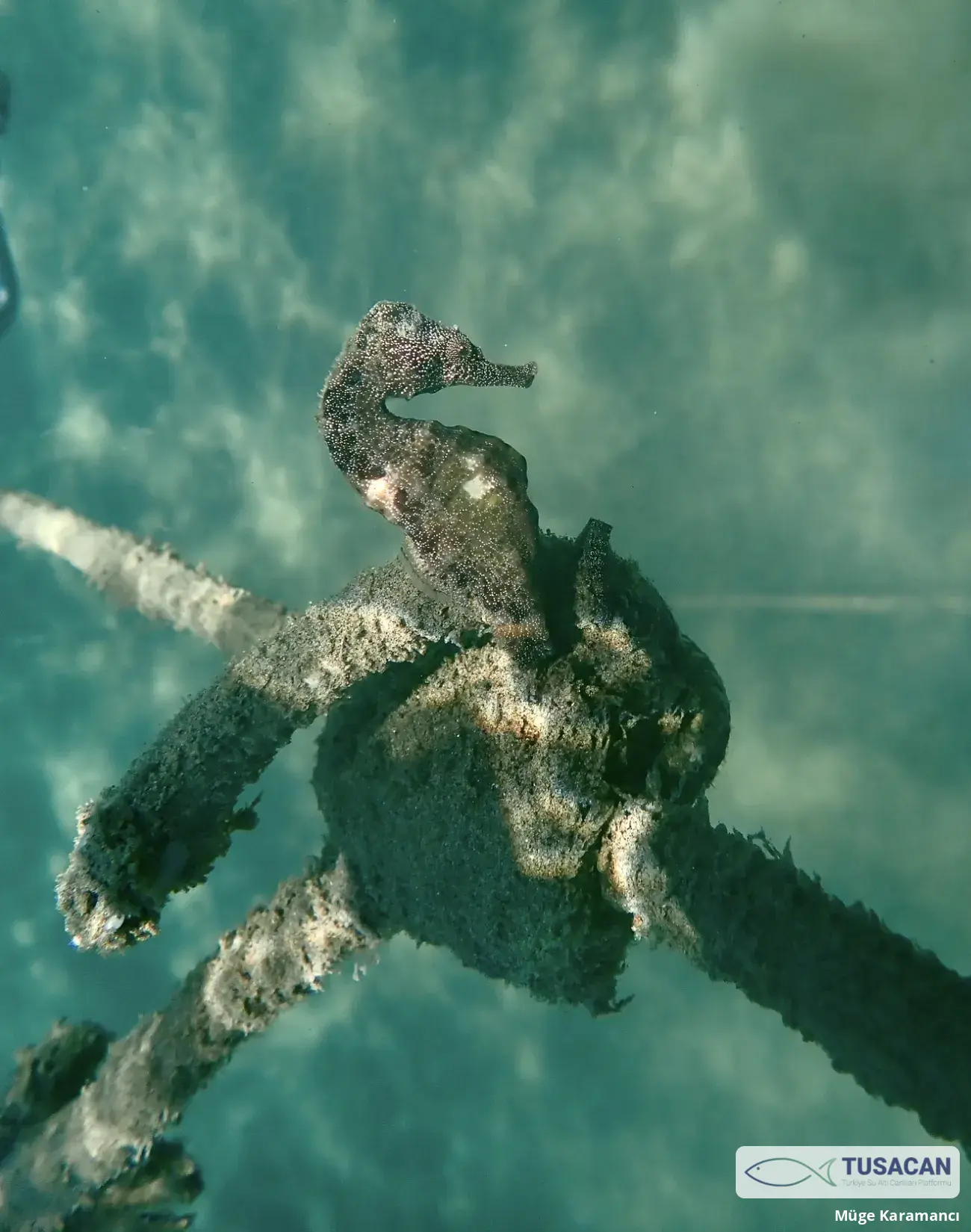 Hippocampus fuscus