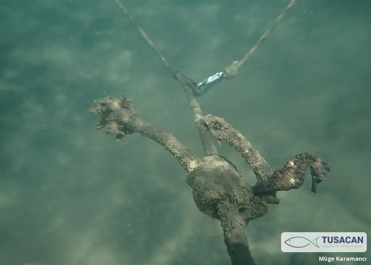 Hippocampus fuscus