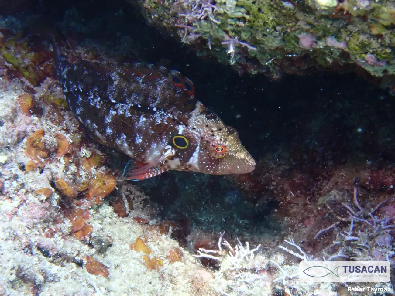 Pteragogus trispilus