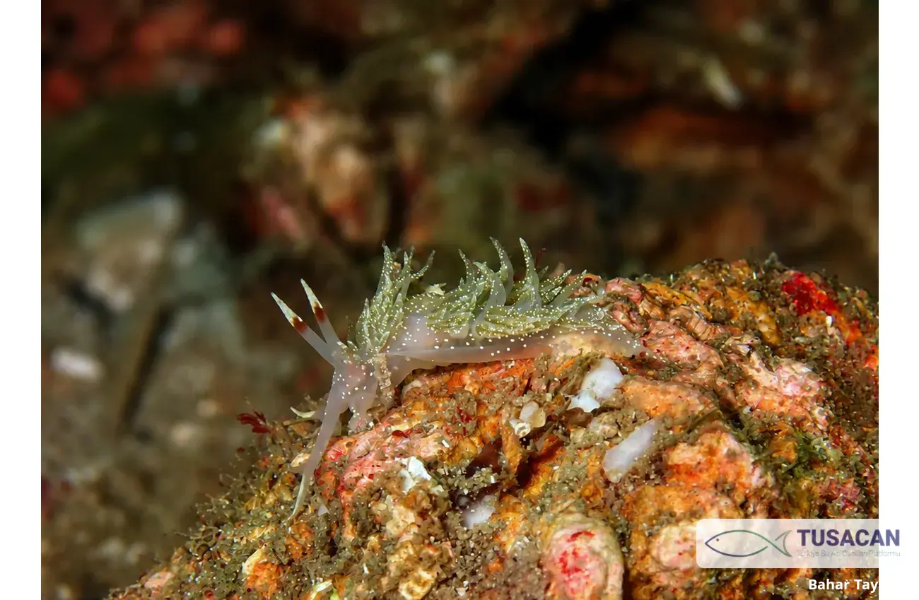 Facelina annulicornis