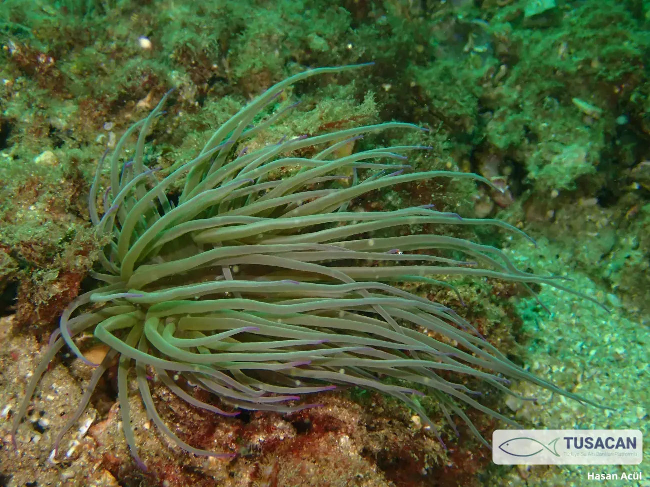 Anemonia viridis
