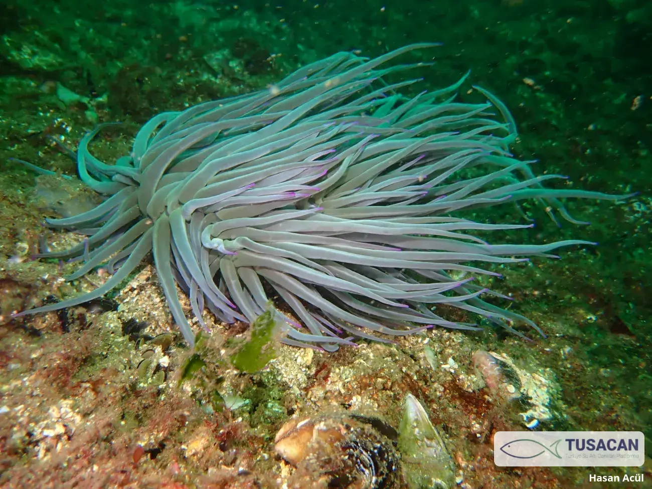 Anemonia viridis