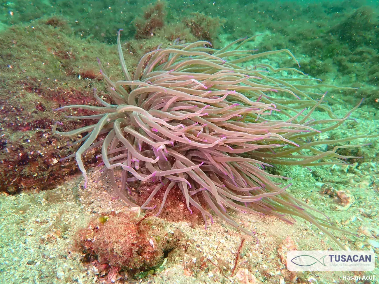 Anemonia viridis