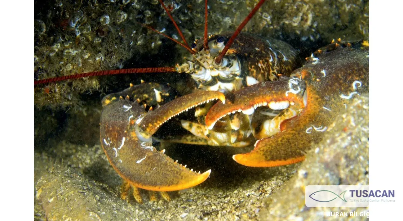 Homarus gammarus