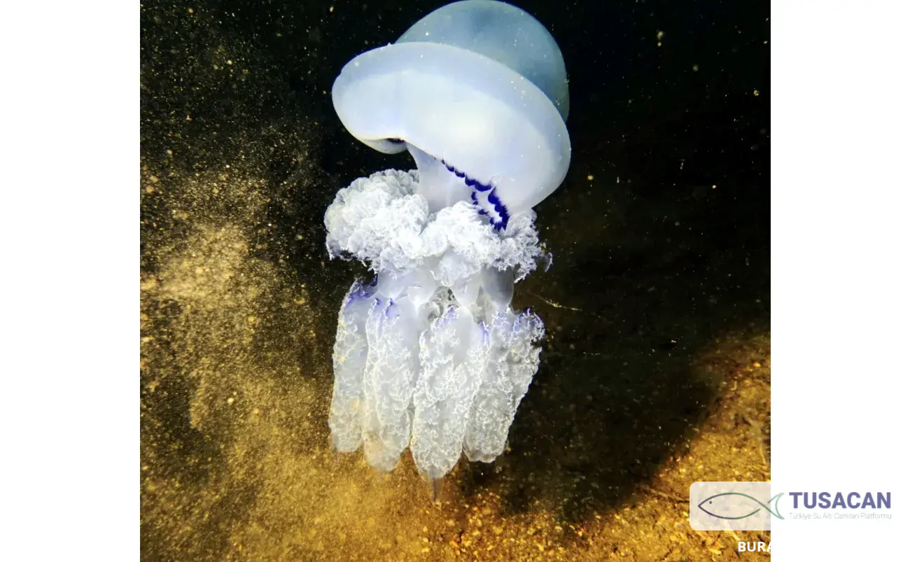 Rhizostoma pulmo