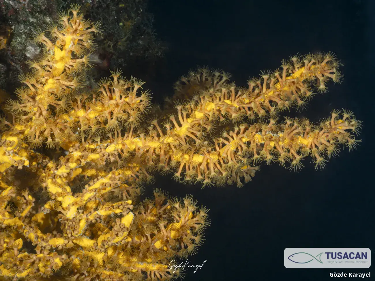 Parazoanthus axinellae