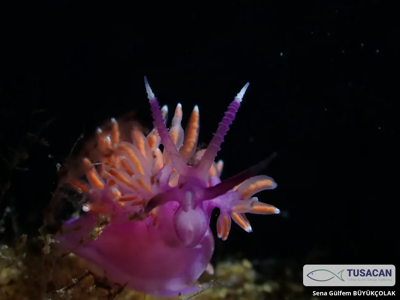 Paraflabellina ischitana
