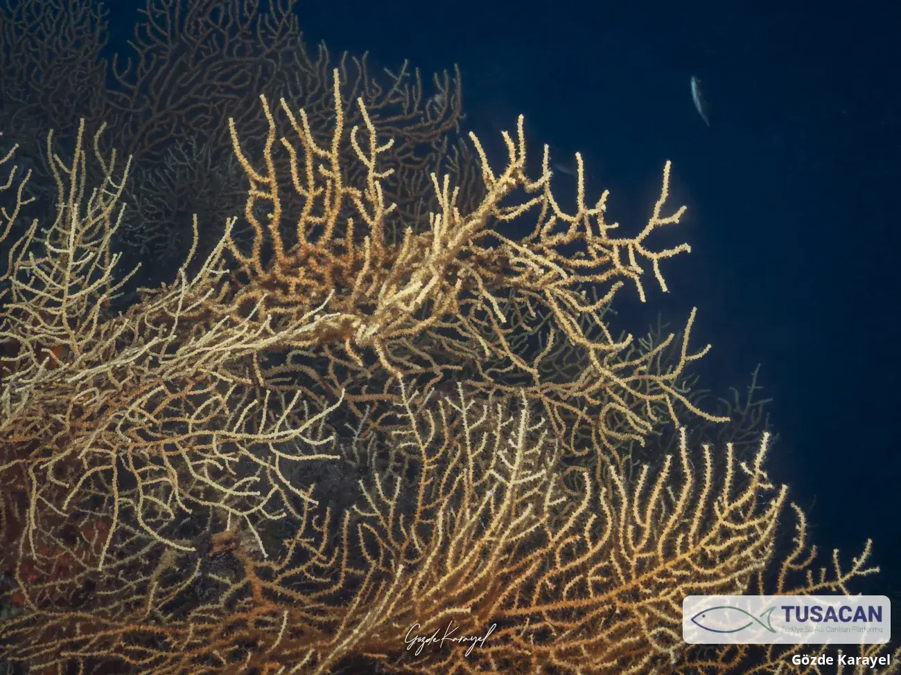 Eunicella cavolini