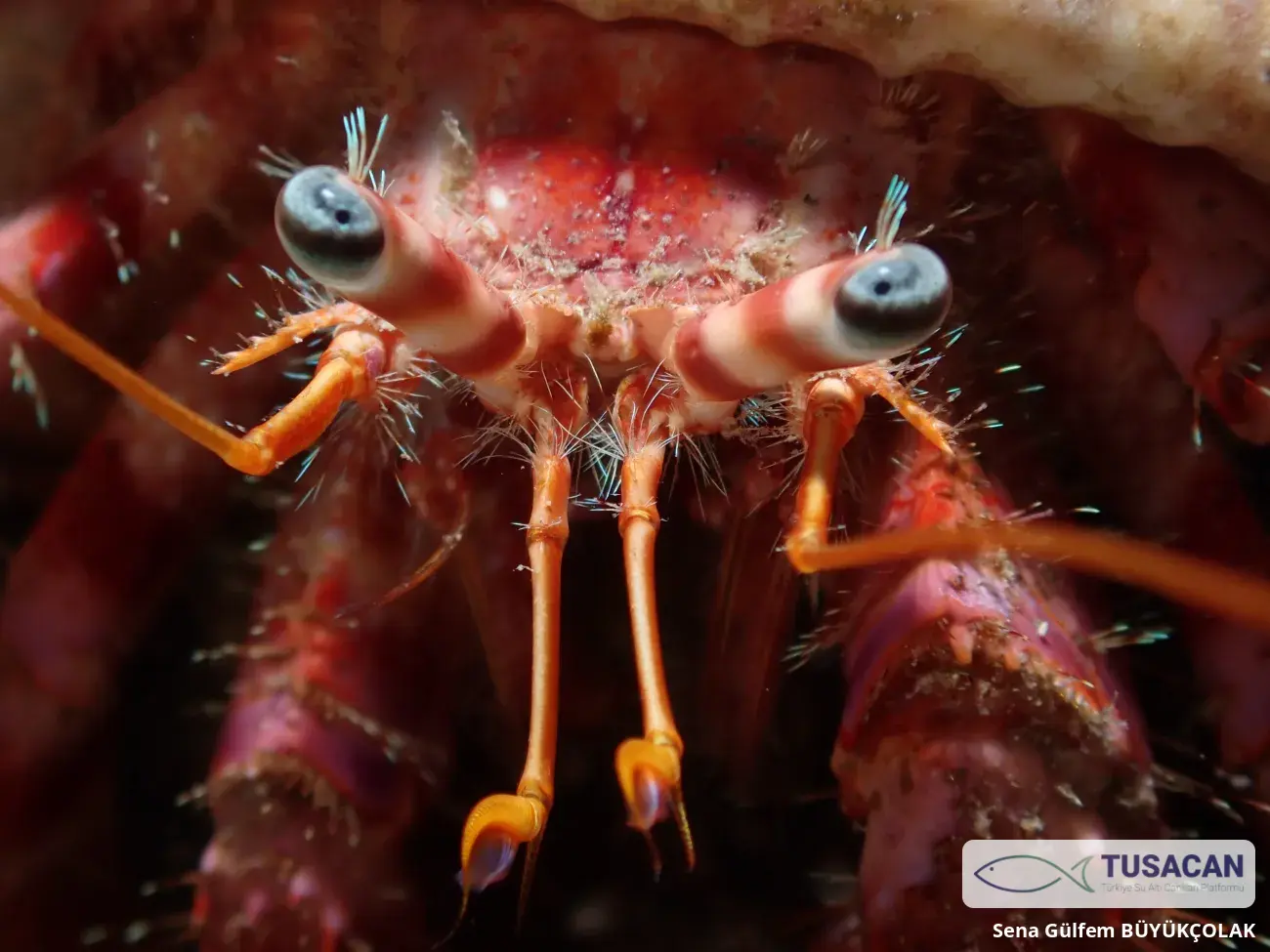 Dardanus calidus