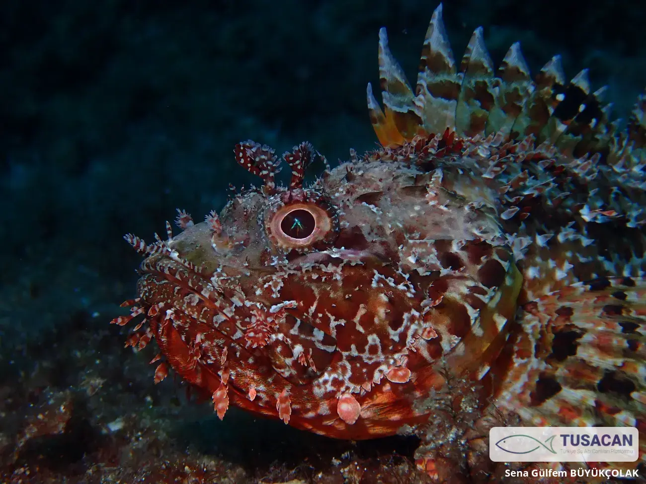 Scorpaena scrofa