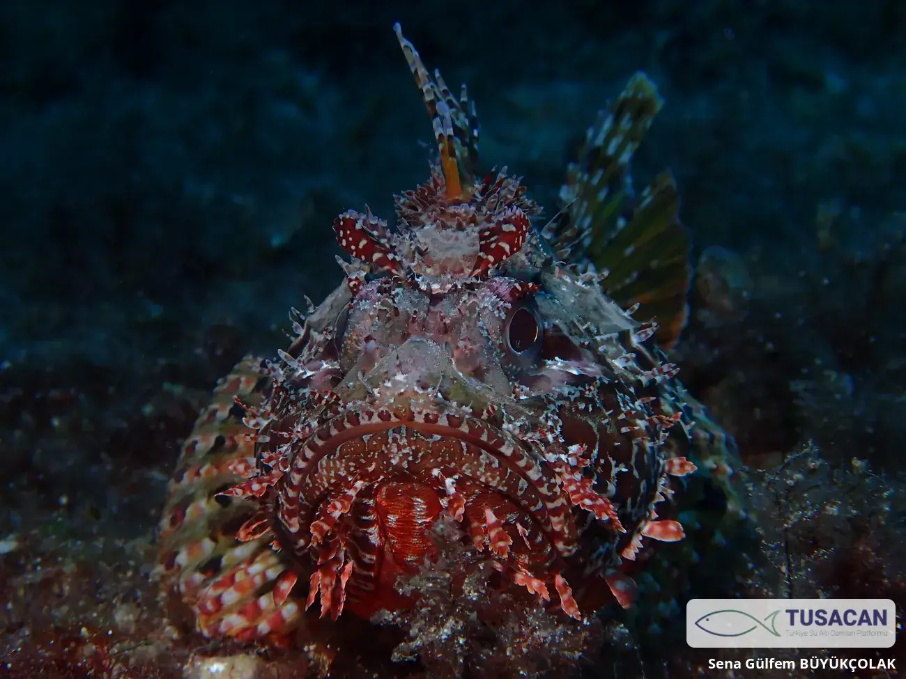 Scorpaena scrofa