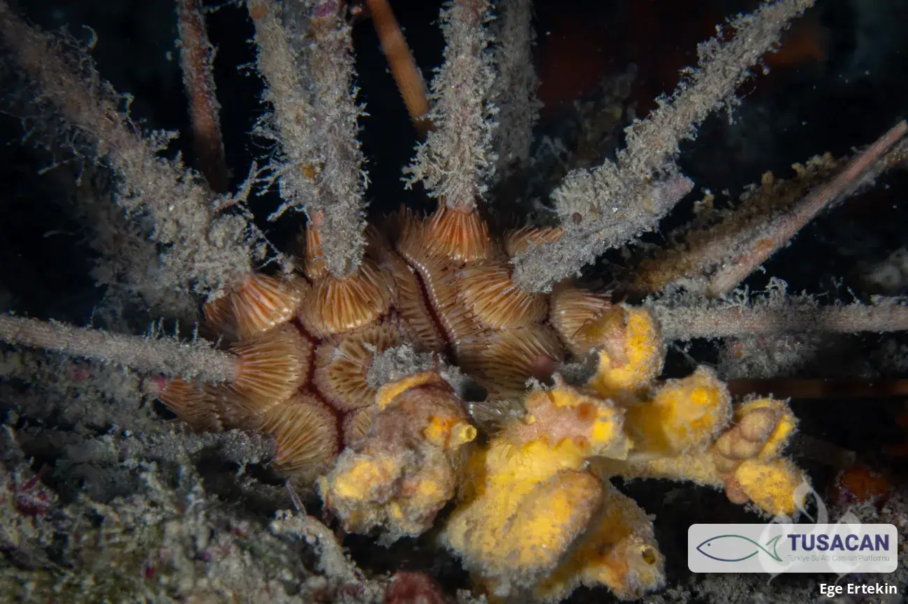 Stylocidaris affinis