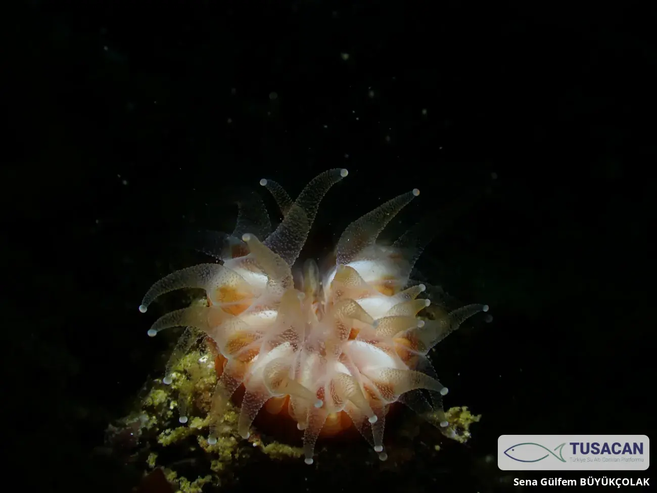 Caryophyllia smithii