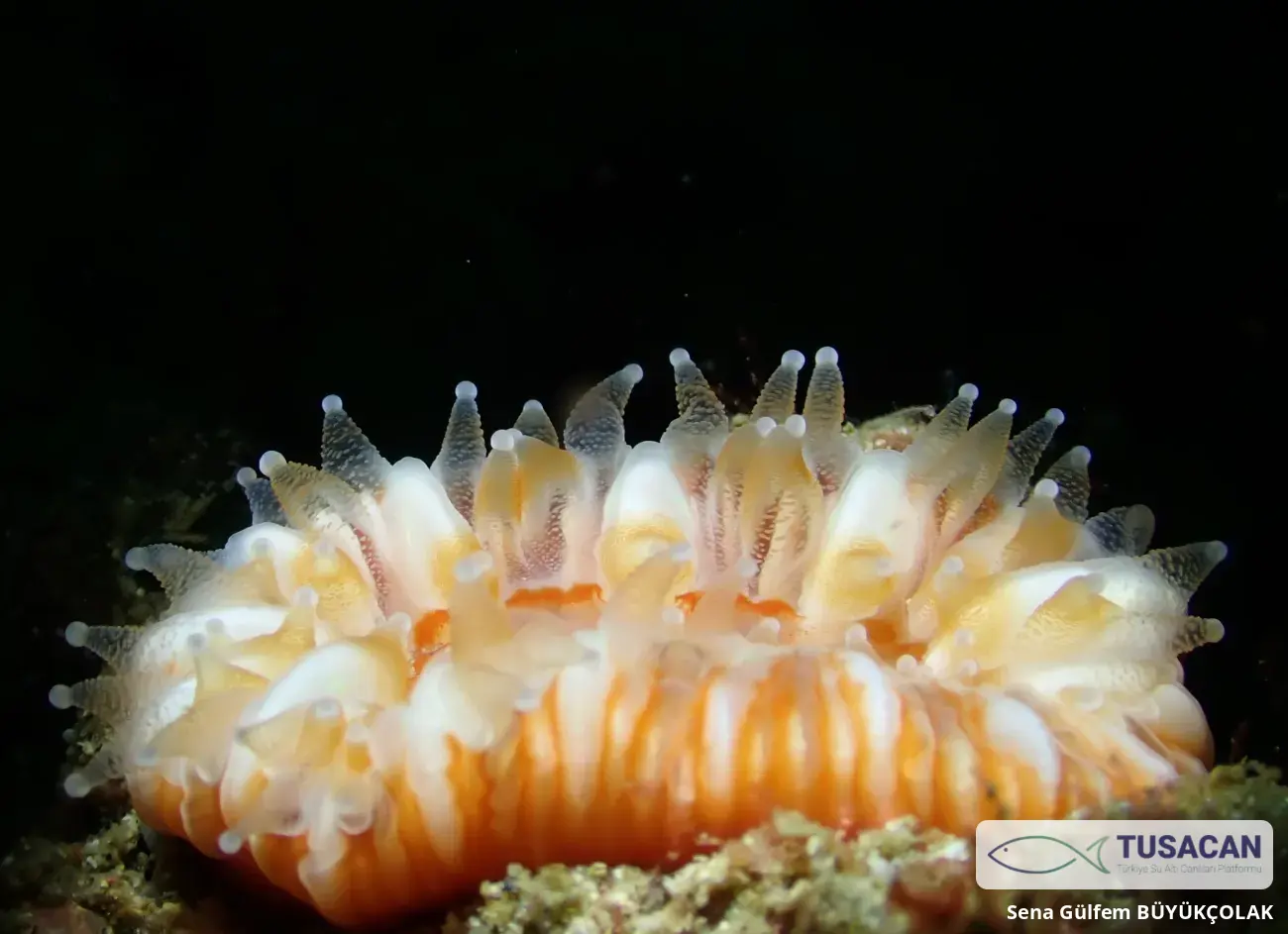 Caryophyllia smithii